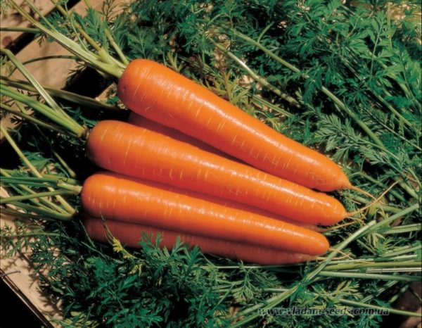 Холодильная камера для хранения моркови