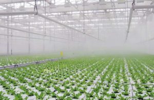 система увлажнения оранжерей